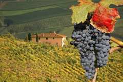 Tuscany Activities & Excursions