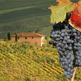 grapes